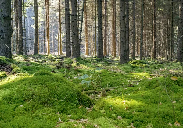 Paysage de forêt idyllique — Photo