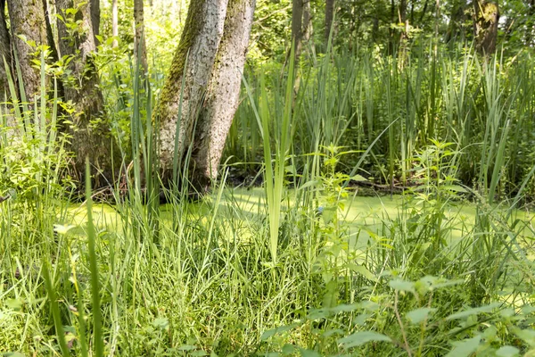 Sunny wetland scenery — Stock Photo, Image