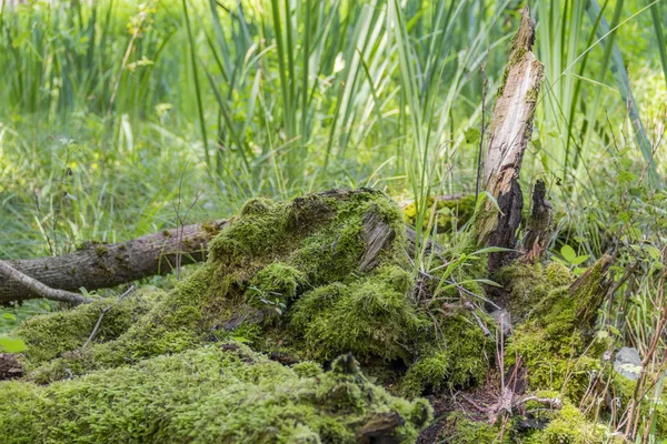 Zonnige wetland landschap — Stockfoto