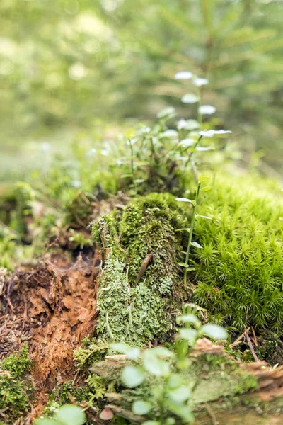 地面覆盖植被 — 图库照片