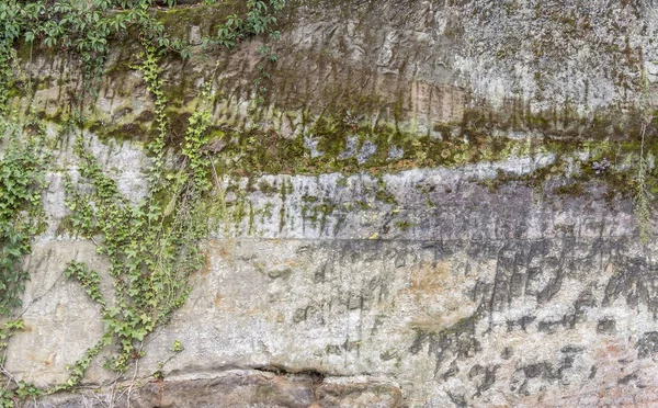Duvar ve sarmaşık bitki — Stok fotoğraf