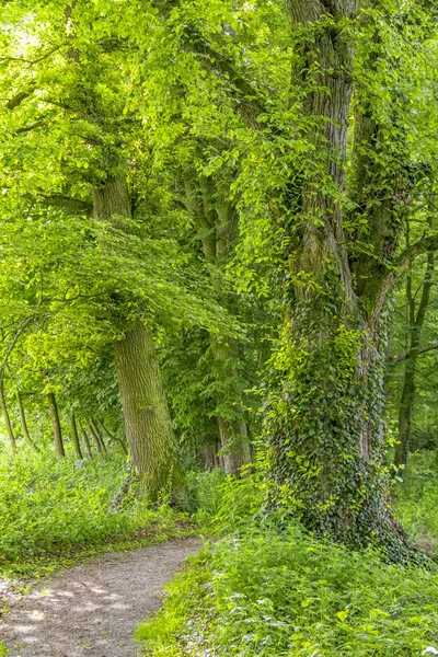 Idyllische Waldkulisse — Stockfoto