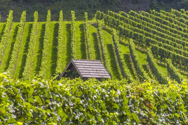 Zonnige wijngaard landschap — Stockfoto