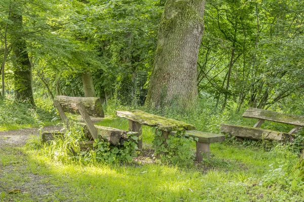 Idyllische Waldkulisse — Stockfoto