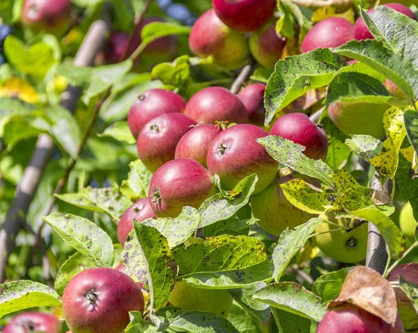 Röda äpplen på träd — Stockfoto