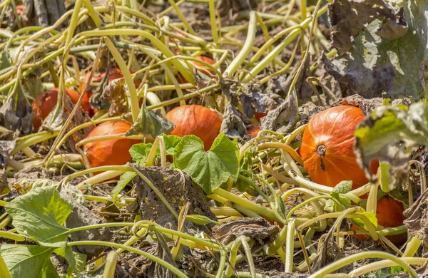 Courges kuri rouges — Photo