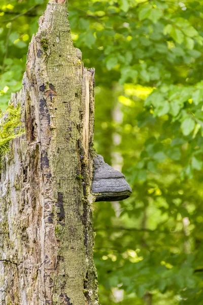 Addertje onder het gras met echte tonderzwam — Stockfoto