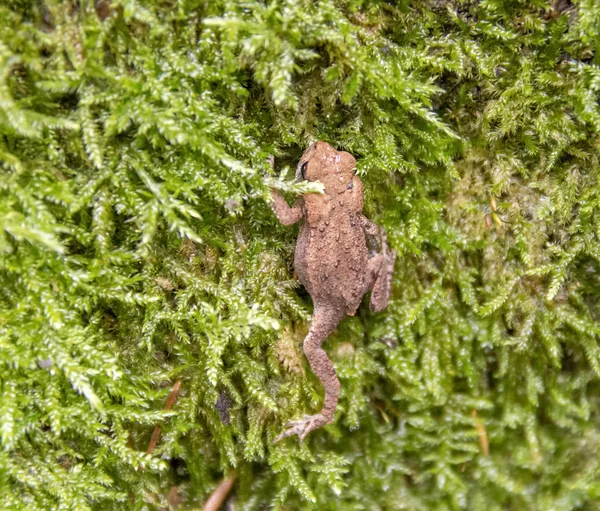 Small common toad — Stock Photo, Image