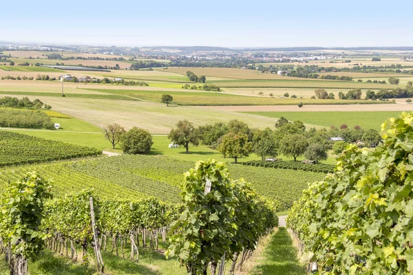 Winegrowing scenery in Hohenlohe — Stock Photo, Image