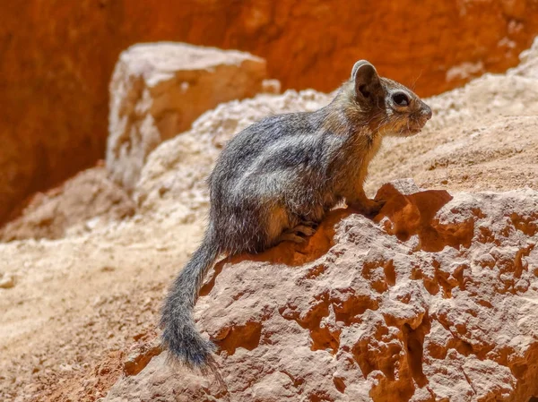 ゴールデンマントルの地上リス — ストック写真