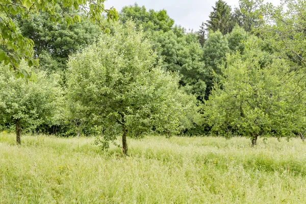 Paisaje soleado junto a la madera —  Fotos de Stock