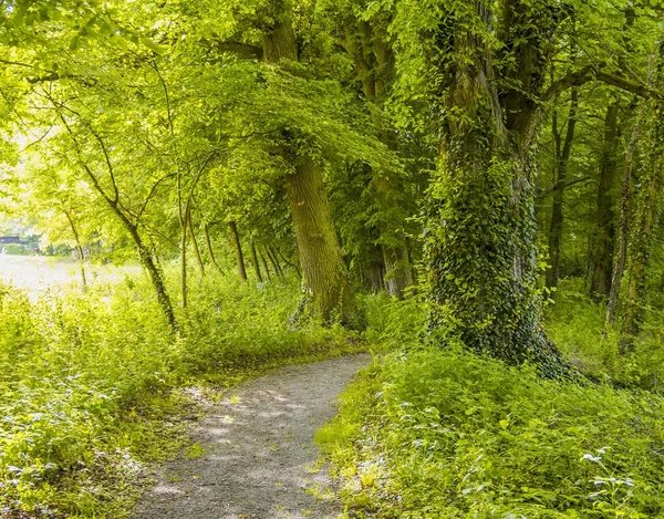 Idyllische Waldkulisse — Stockfoto