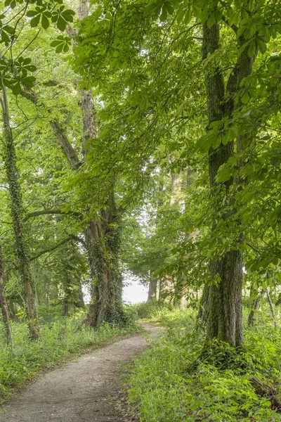 Idyllische Parklandschaft — Stockfoto