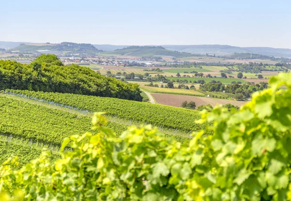 Paesaggi vitivinicoli a Hohenlohe — Foto Stock