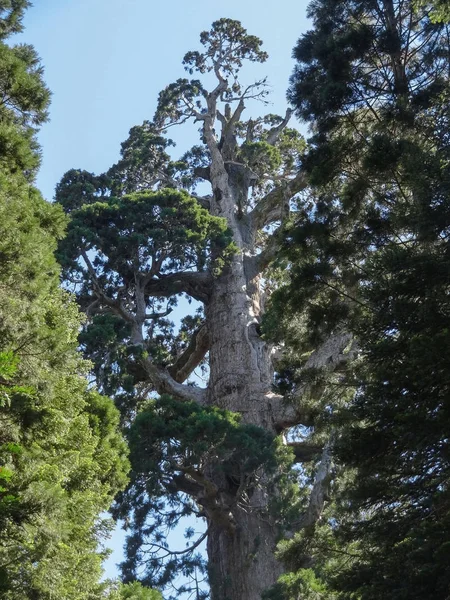 红杉国家公园 — 图库照片