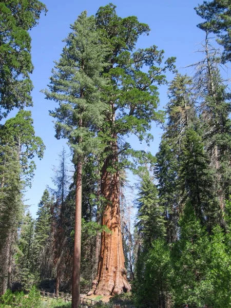 Národní park Sequoia — Stock fotografie