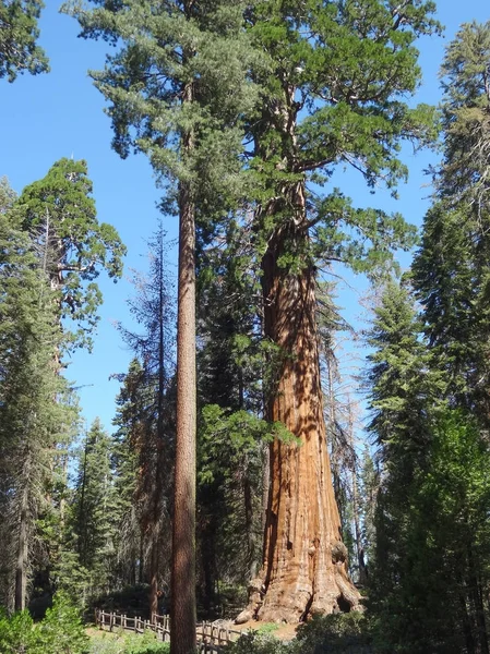 Sequoia National Park — Stock Photo, Image