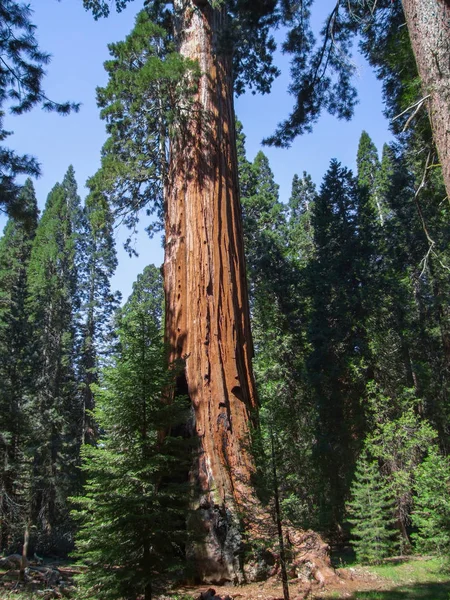 Národní park Sequoia — Stock fotografie