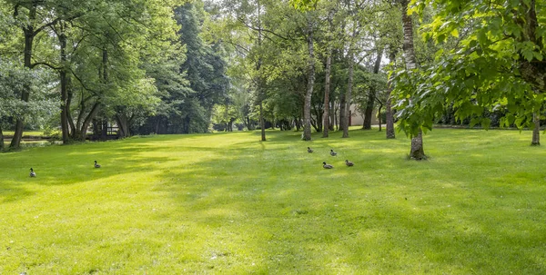 Paisaje idílico del parque —  Fotos de Stock