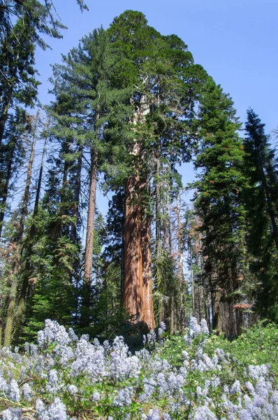 Sequoia nationalpark — Stockfoto