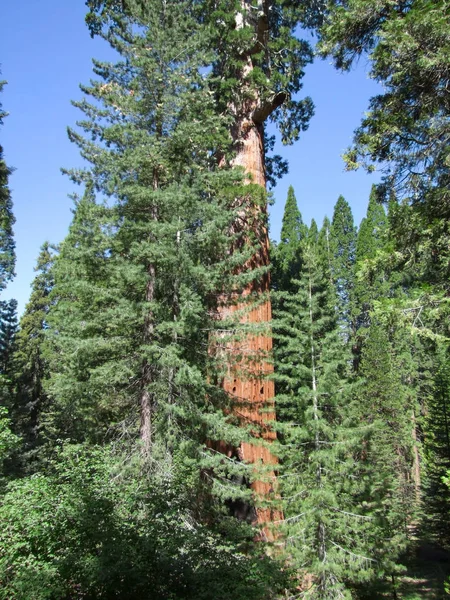 Sequoia nationalpark — Stockfoto