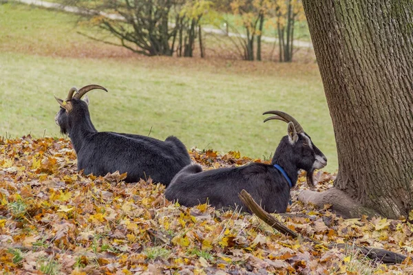 秋の雰囲気のヤギ — ストック写真