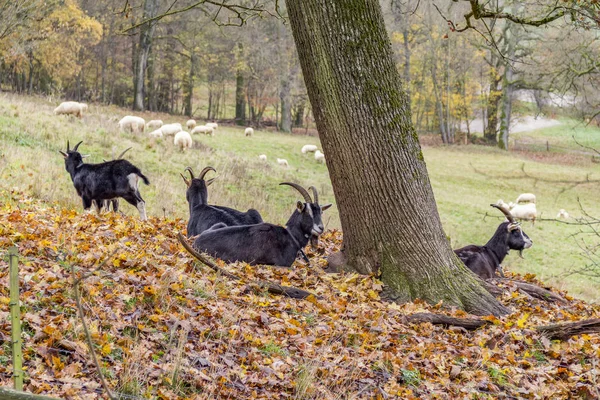 Chèvres dans l'ambiance d'automne — Photo