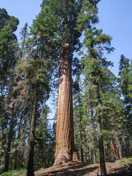 Národní park Sequoia — Stock fotografie