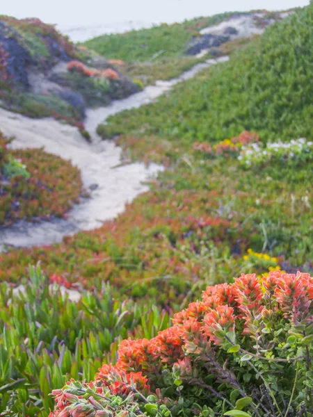 Paisajes costeros idílicos en California —  Fotos de Stock