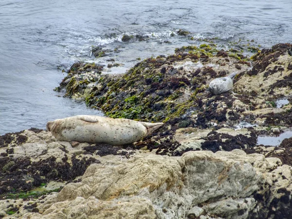 Seals in California — Stock Photo, Image