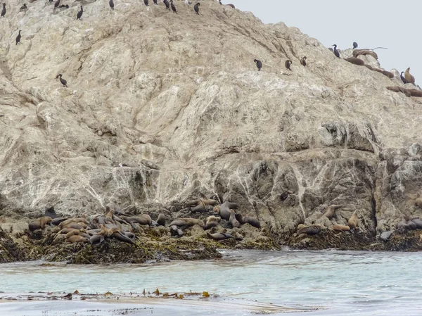 Bird Rock v Kalifornii — Stock fotografie