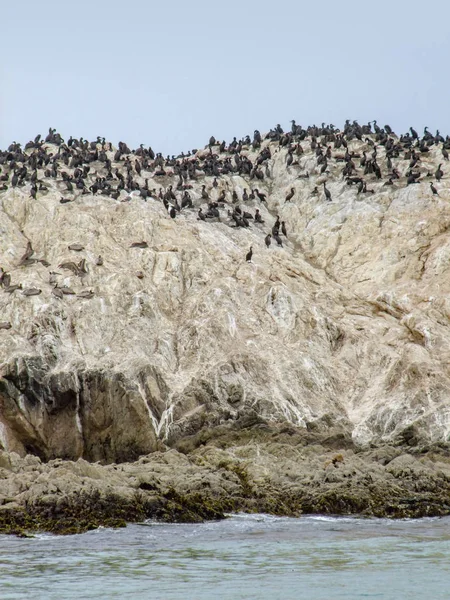 Bird Rock na Califórnia — Fotografia de Stock