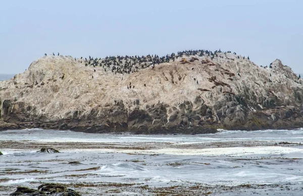 캘리포니아에 있는 새 바위 — 스톡 사진