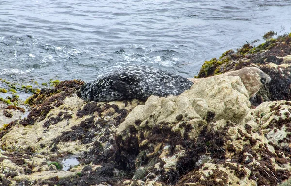 Zegel in Californië — Stockfoto