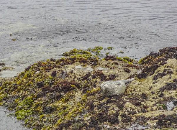 Seal in California — Stock Photo, Image