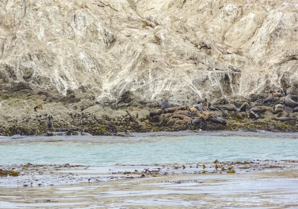 Bird Rock in California — Stock Photo, Image