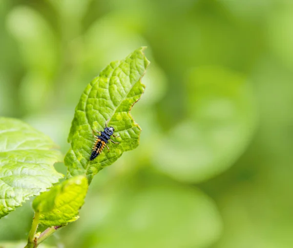 Larva av en nyckelpiga — Stockfoto