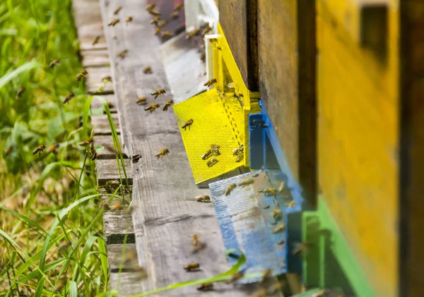 Arı kovanı ve arılar — Stok fotoğraf