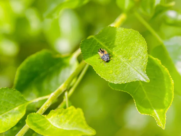 Larve eines Marienkäfers — Stockfoto