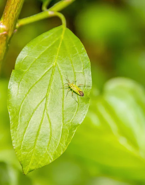 녹색 잎에 작은 녹색 벌레 — 스톡 사진
