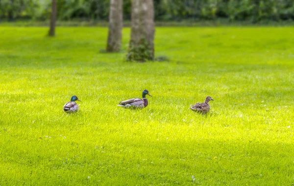 Divoké kachny v idylickém parku scenérie — Stock fotografie
