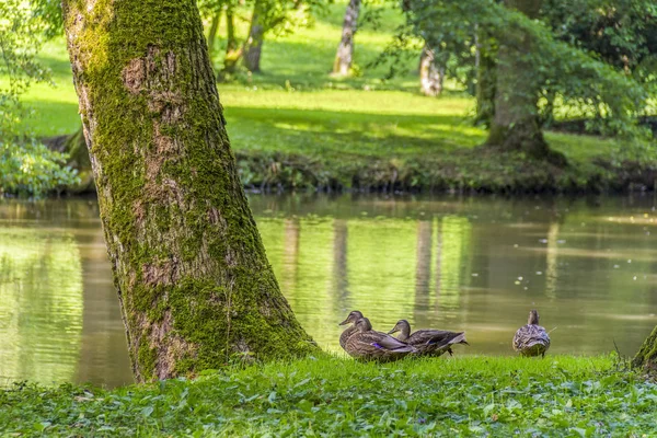 Wild ducks in idyllic park scenery — Stock Photo, Image