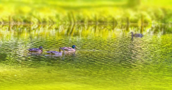 Wild ducks swimming in a pond — Stock Photo, Image