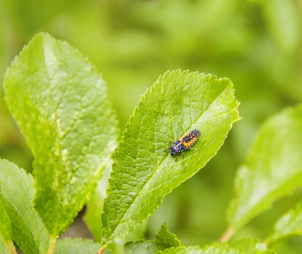 Larva di una coccinella — Foto Stock