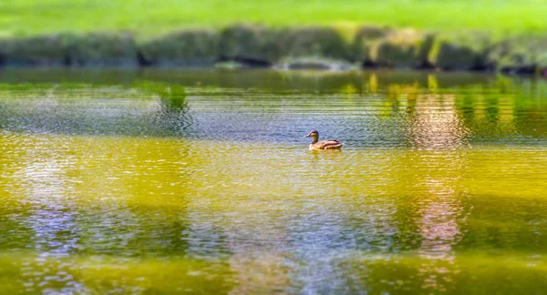 Pato selvagem nadando em uma lagoa — Fotografia de Stock