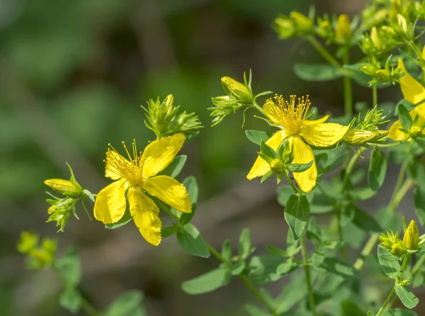 Flores amarelas em ambiente natural — Fotografia de Stock