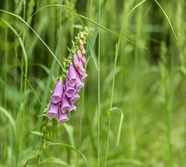 Fiori comuni del guanto di volpe — Foto Stock