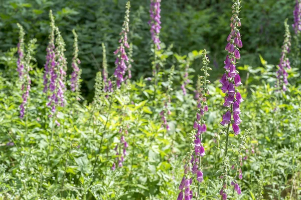 Fiori comuni del guanto di volpe — Foto Stock