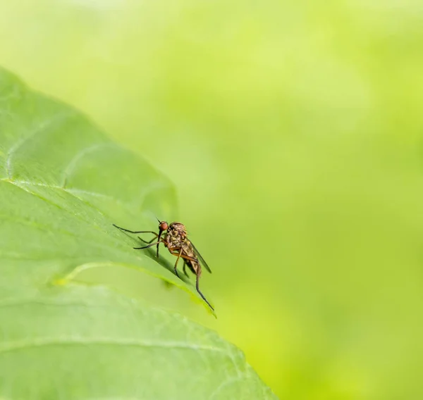 Fly on green leaf — Stock Photo, Image