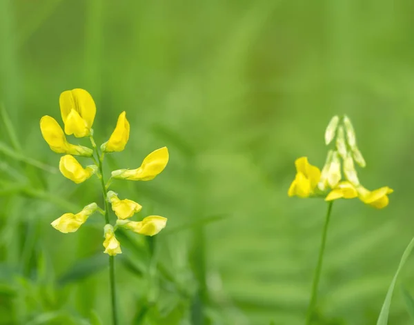 Gelbe Blüten in natürlichem Ambiente — Stockfoto
